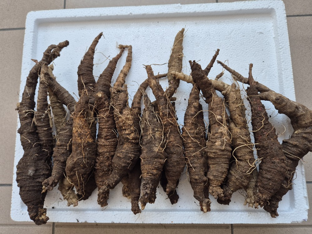 자연산 더덕(먹더덕)