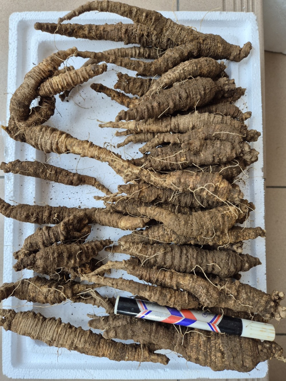 자연산 더덕(식용/담금?