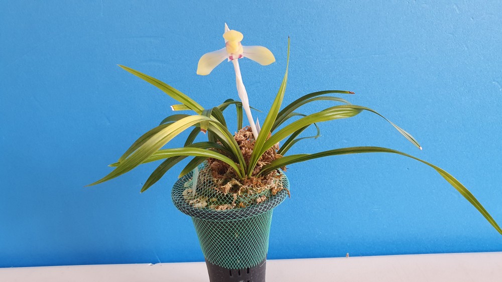 서반에서 피는 백화