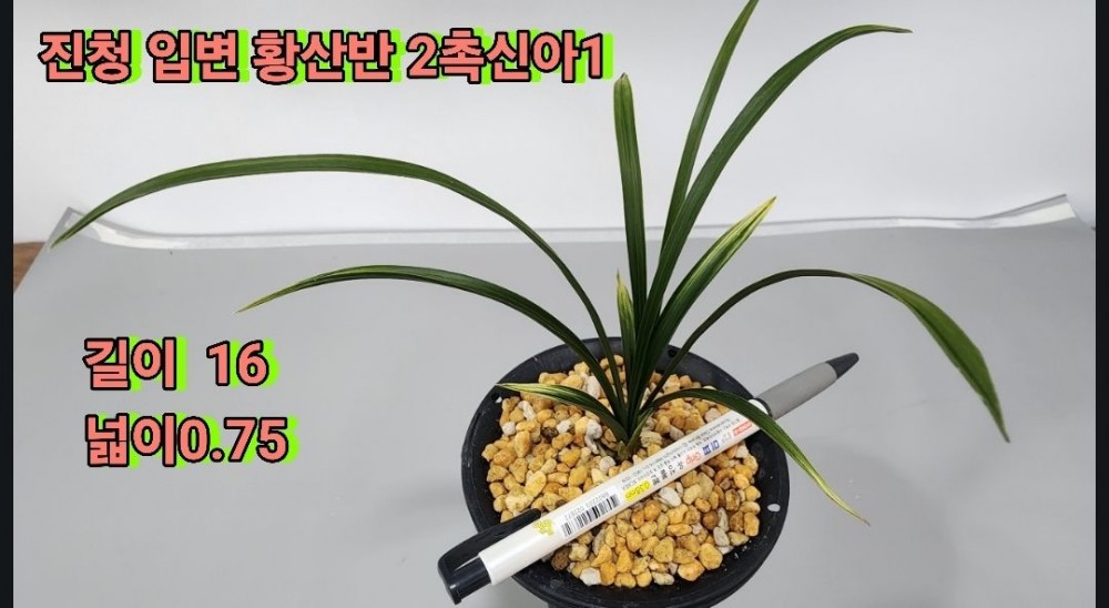 @@@ 종자목 하세요  @@@