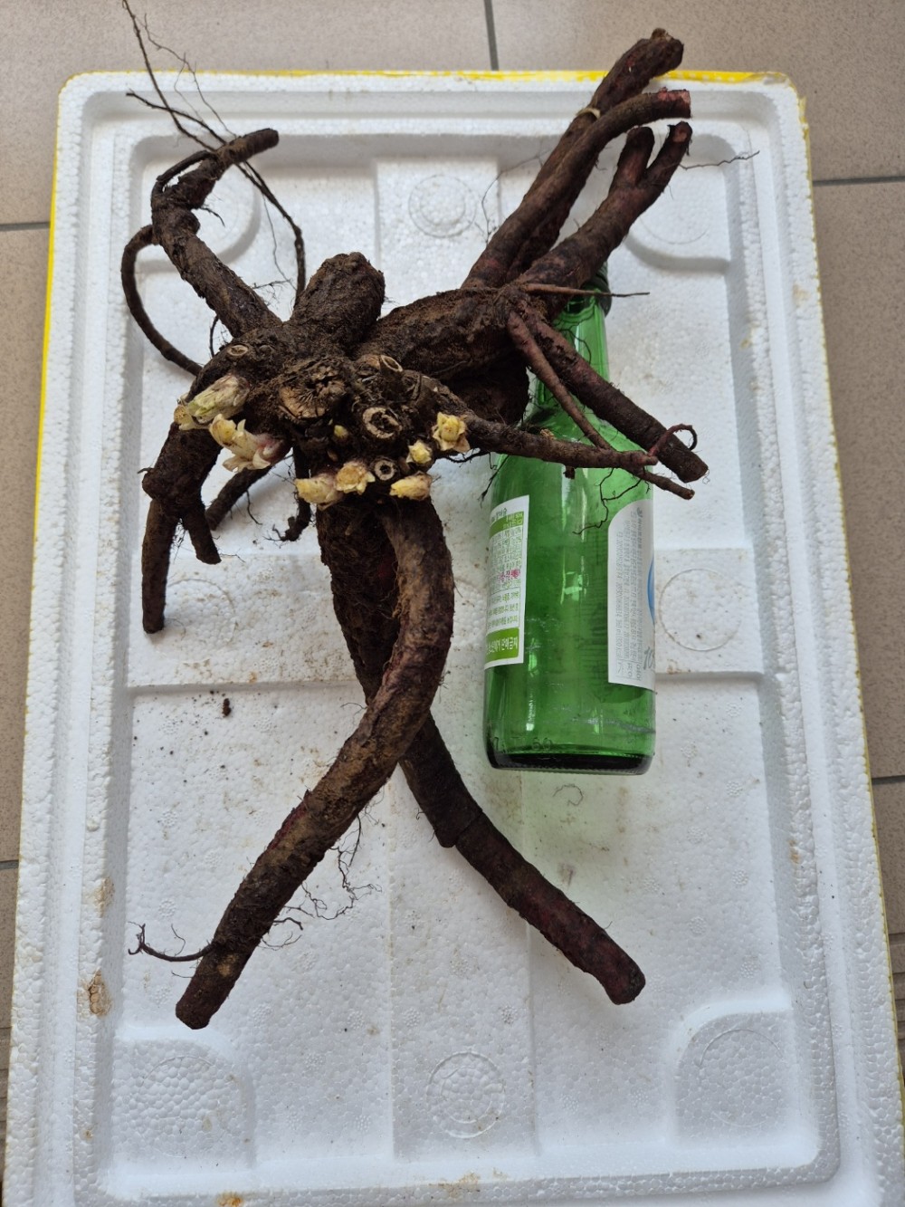 초대물 야생 담금용 지?