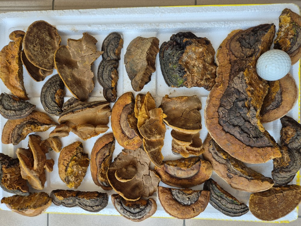 황철갓상황 판매