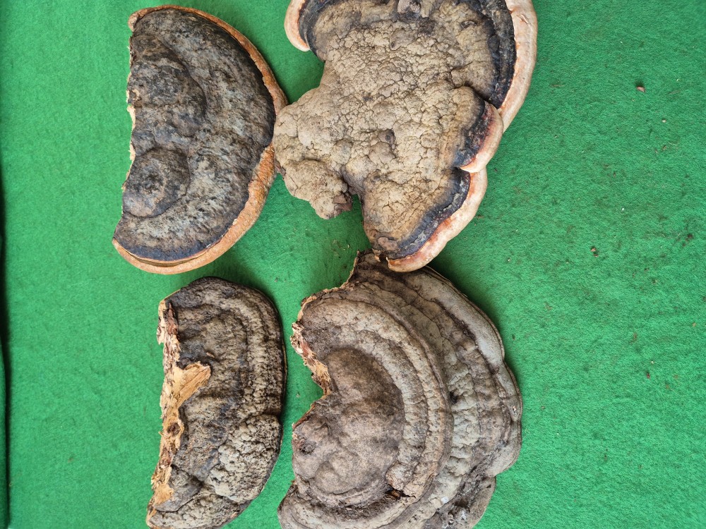 대물 소나무잔나비