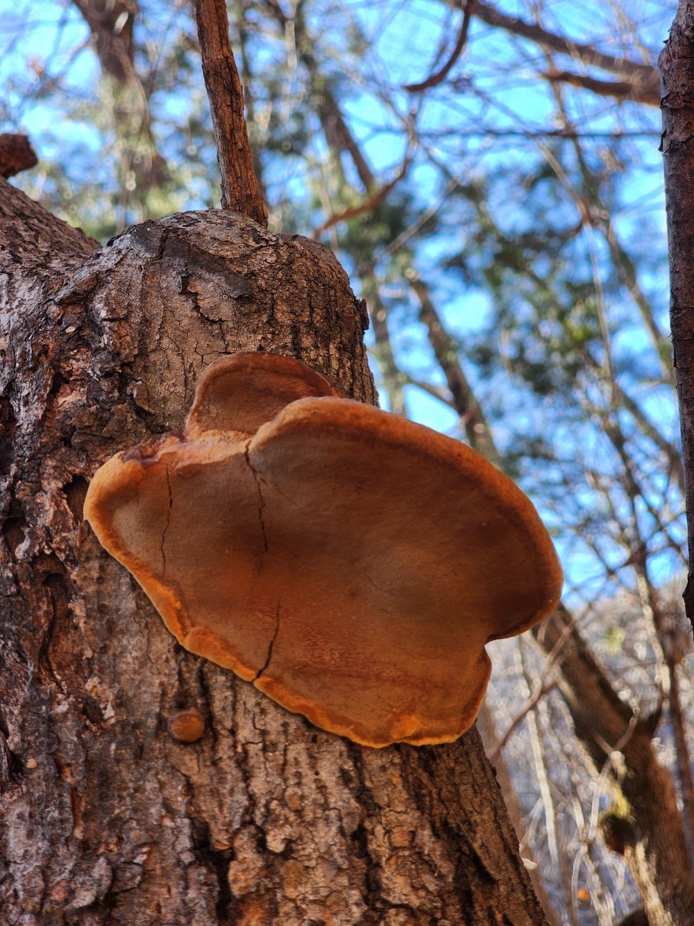 자연산 뽕상황 버섯