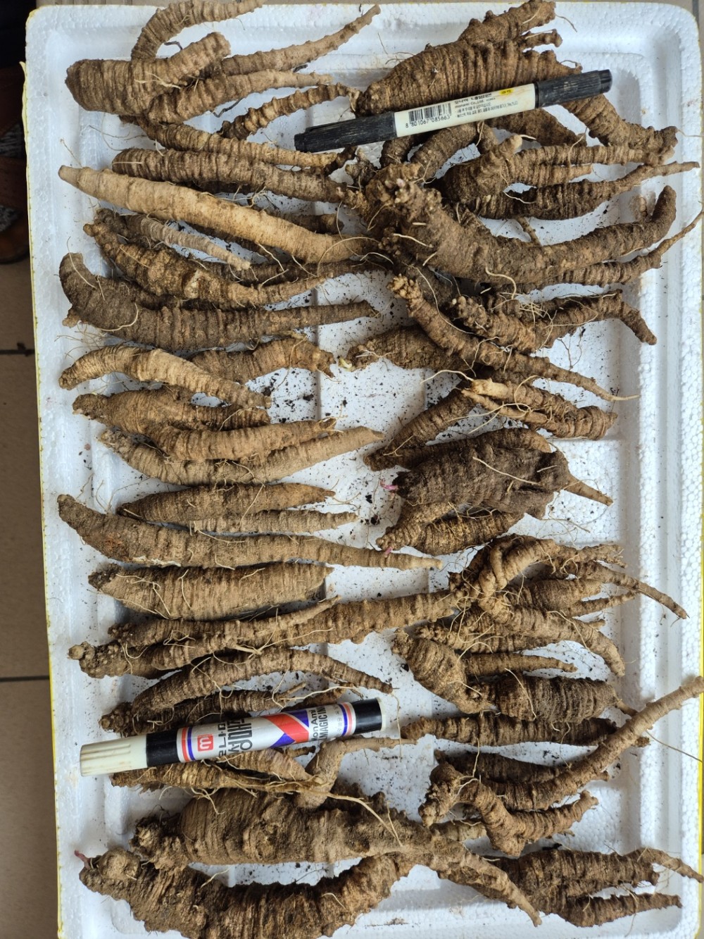 자연산 식용 더덕