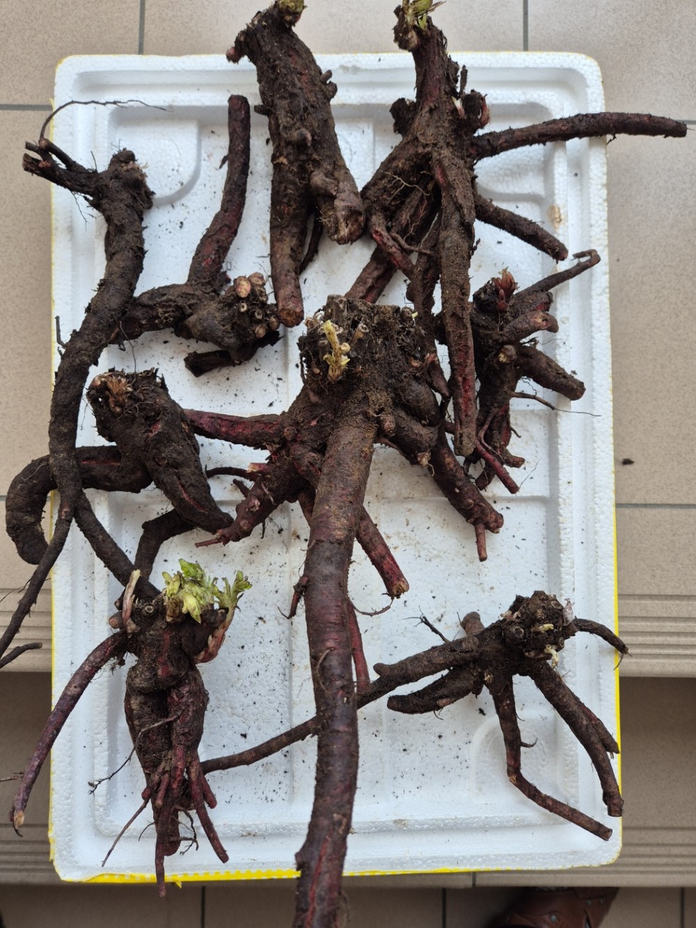 자연산 담금용/약용 지?