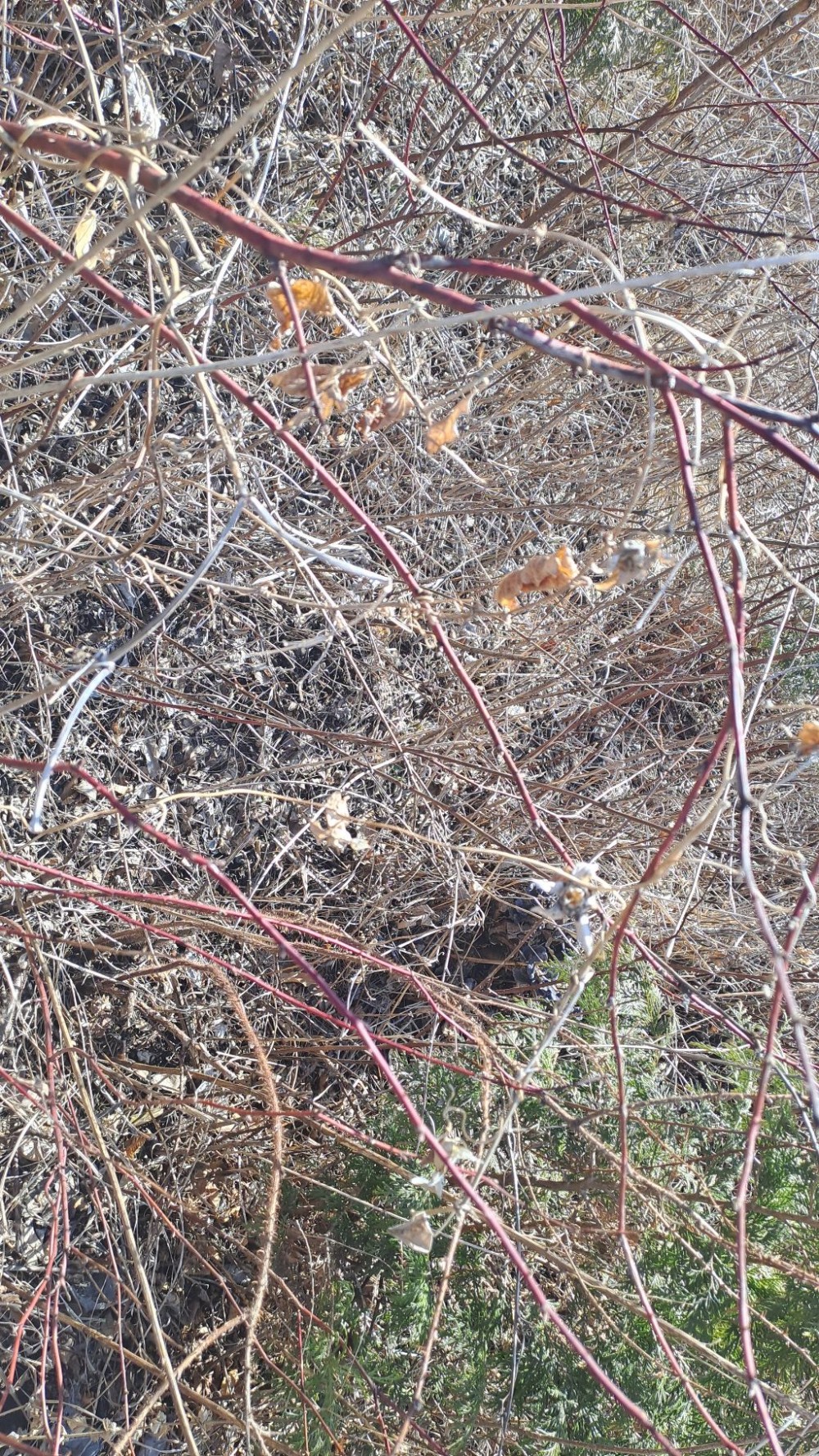 자연산 야생 더덕