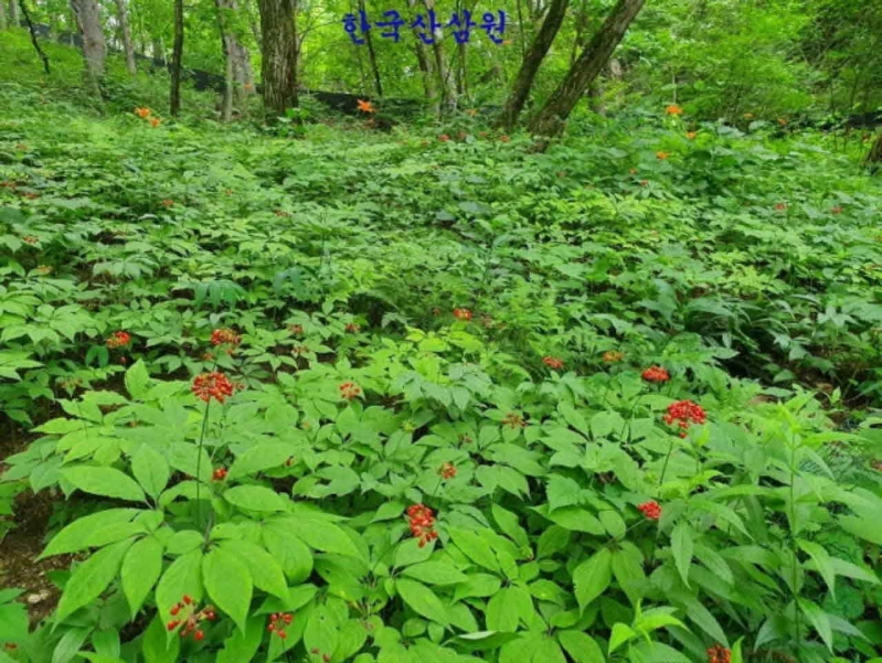 산에심어길러보세요