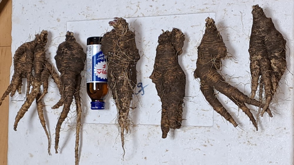 자연산 담금용 더덕(대?