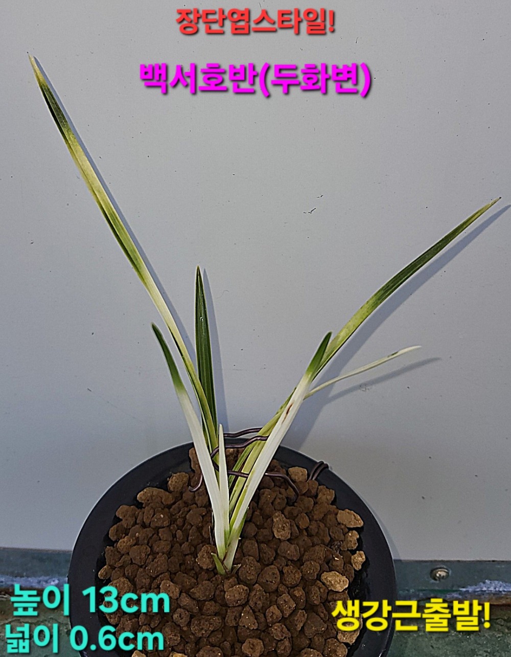 백호와견주어도되는종?