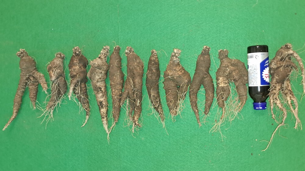 담금용 더덕(가격인하)