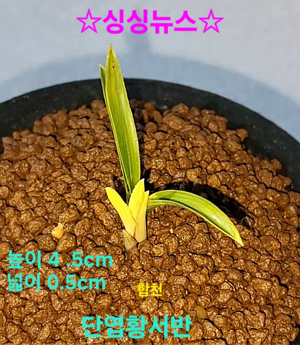 야무지고 당찬특급품?