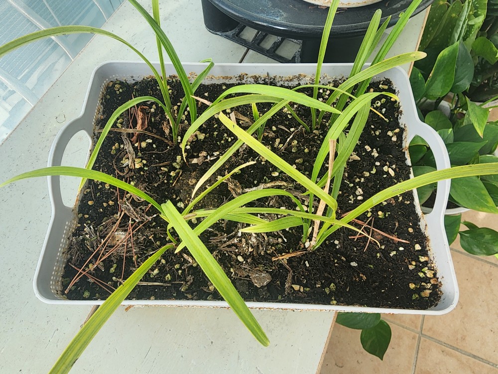 서반 후육질    산채품