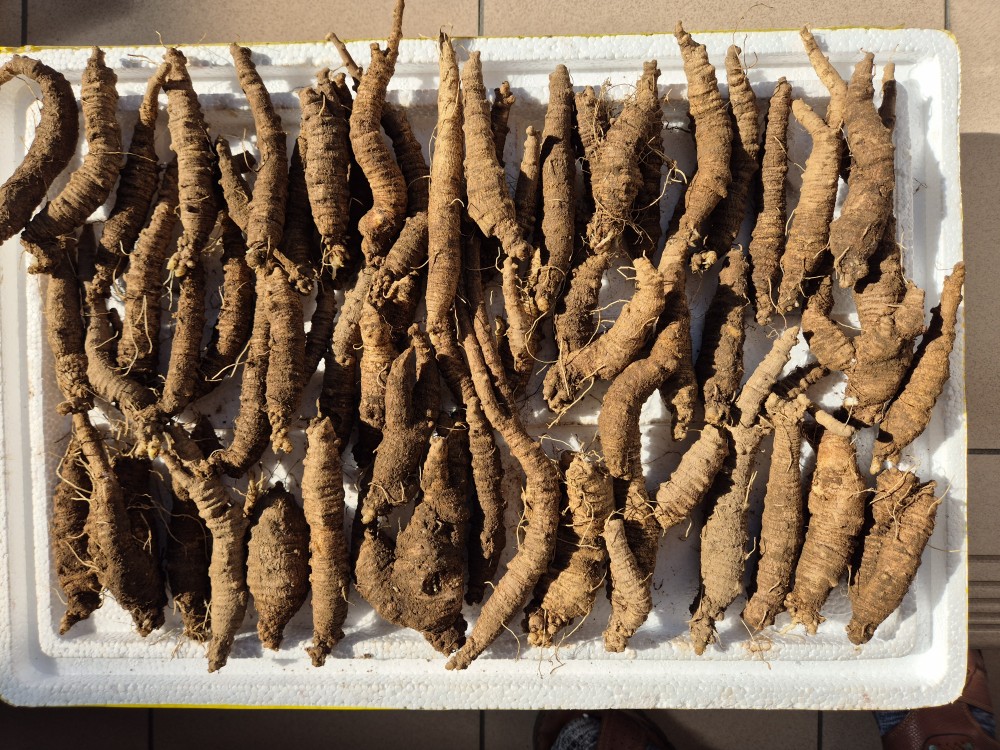 자연산 식용 더덕