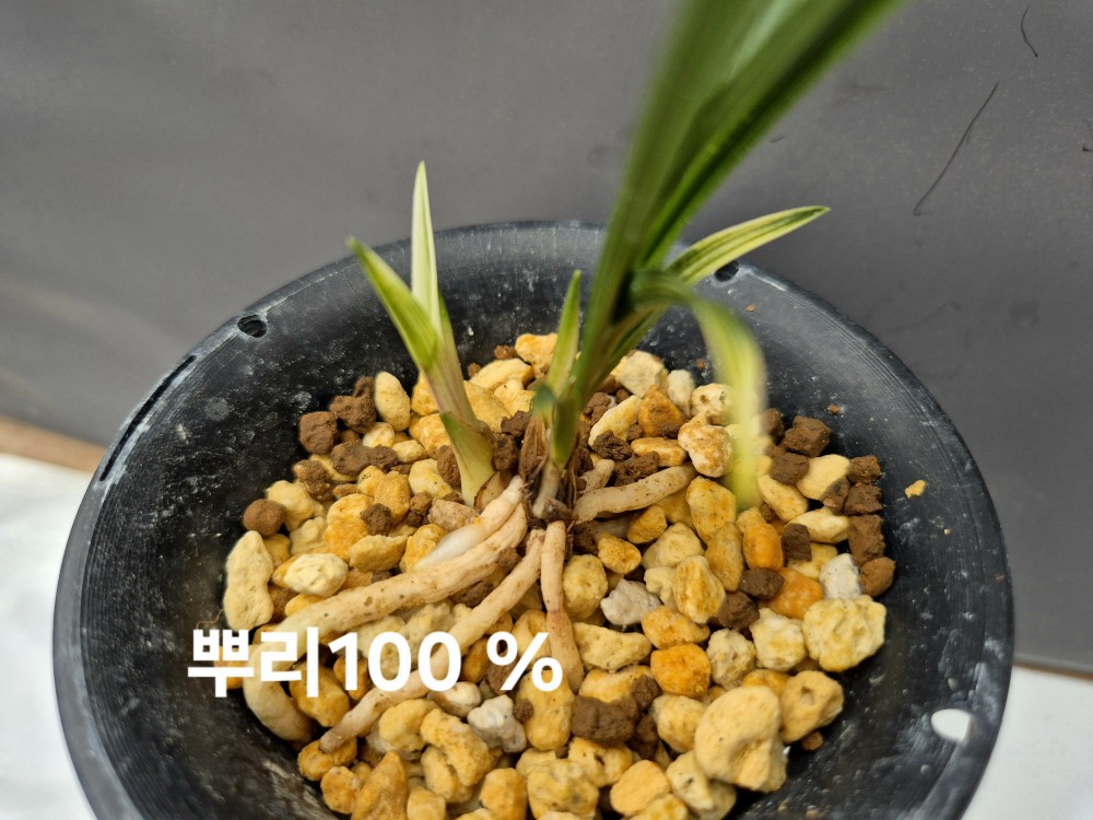 입변산반 에이스