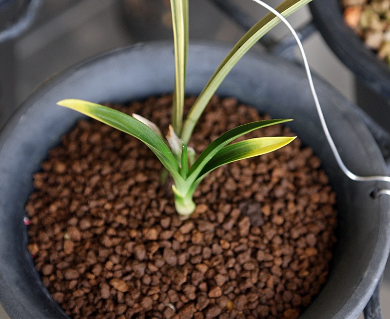 남해산 입변극황서반 ?