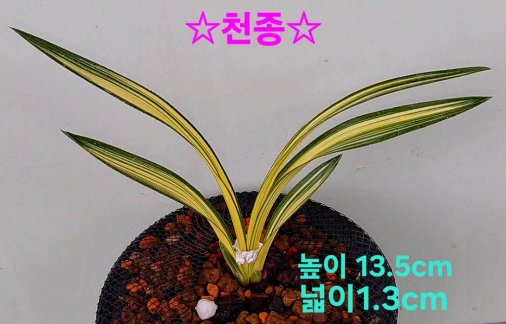 천종☆☆☆☆☆☆