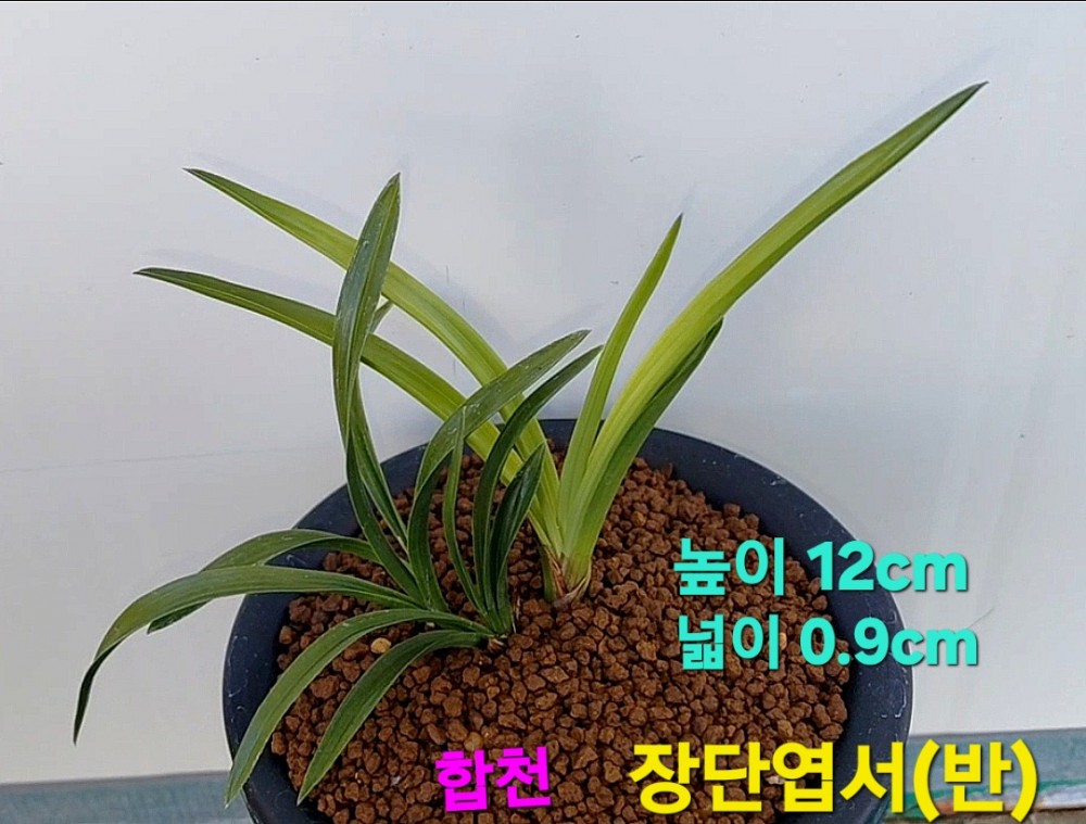 다예품두화기대주☆☆?