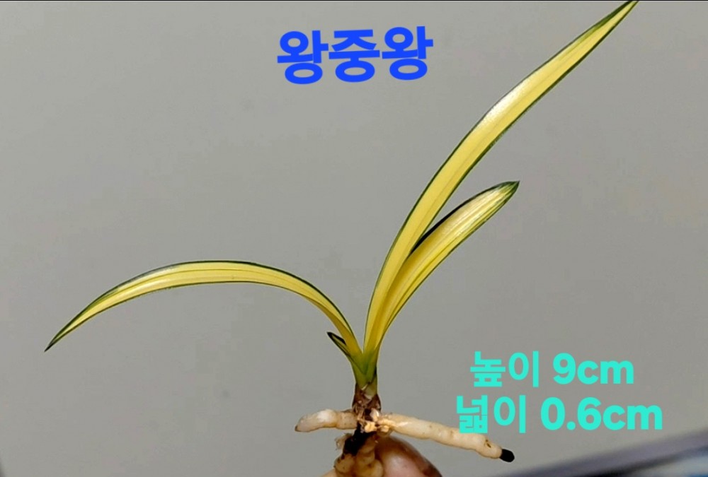 왕중왕☆☆☆☆☆☆☆?