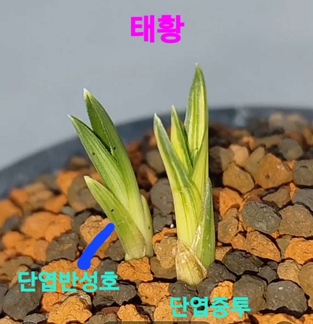 태황☆☆☆☆☆☆☆
