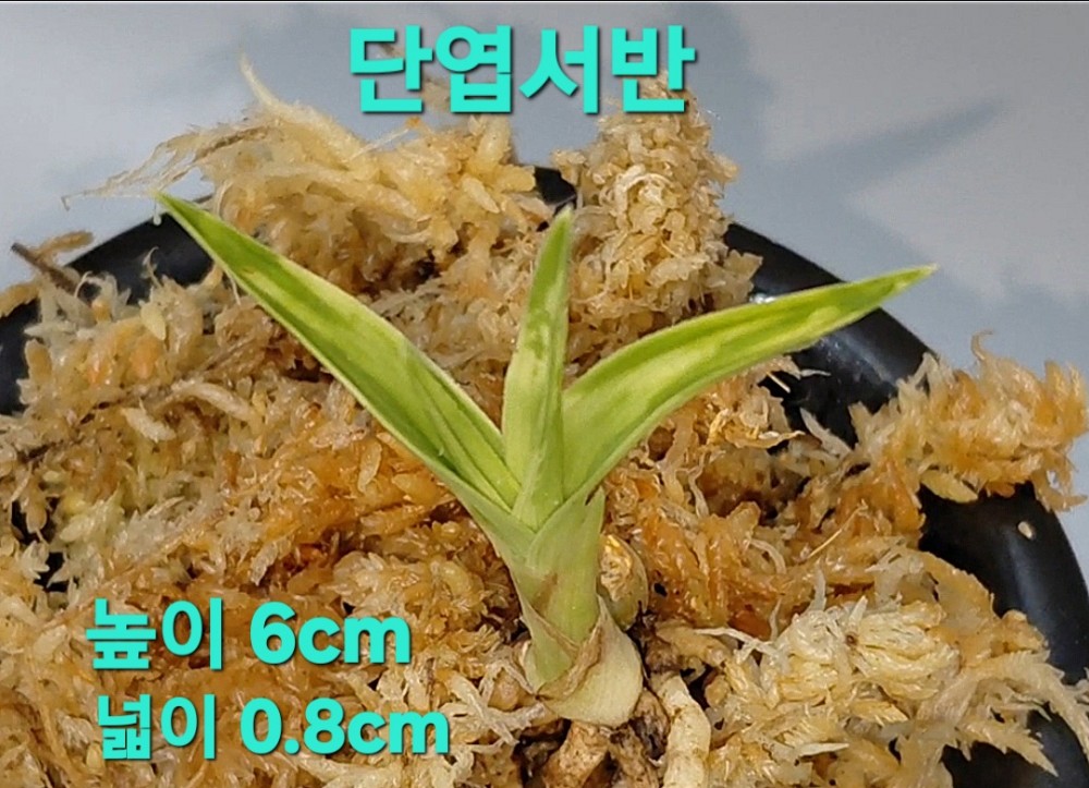 특급/특가품종☆☆☆?