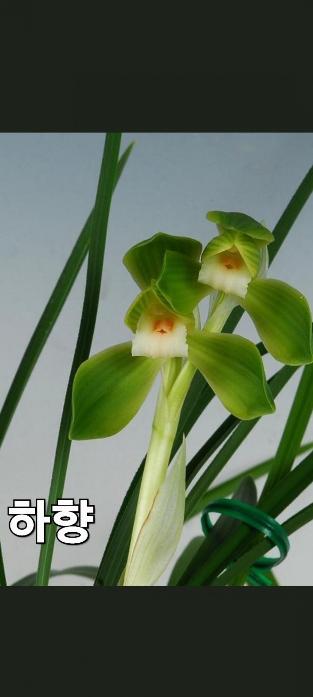 하향