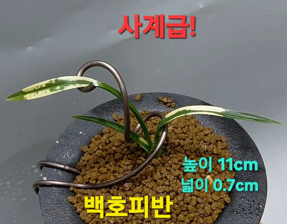 사계급☆☆☆☆☆