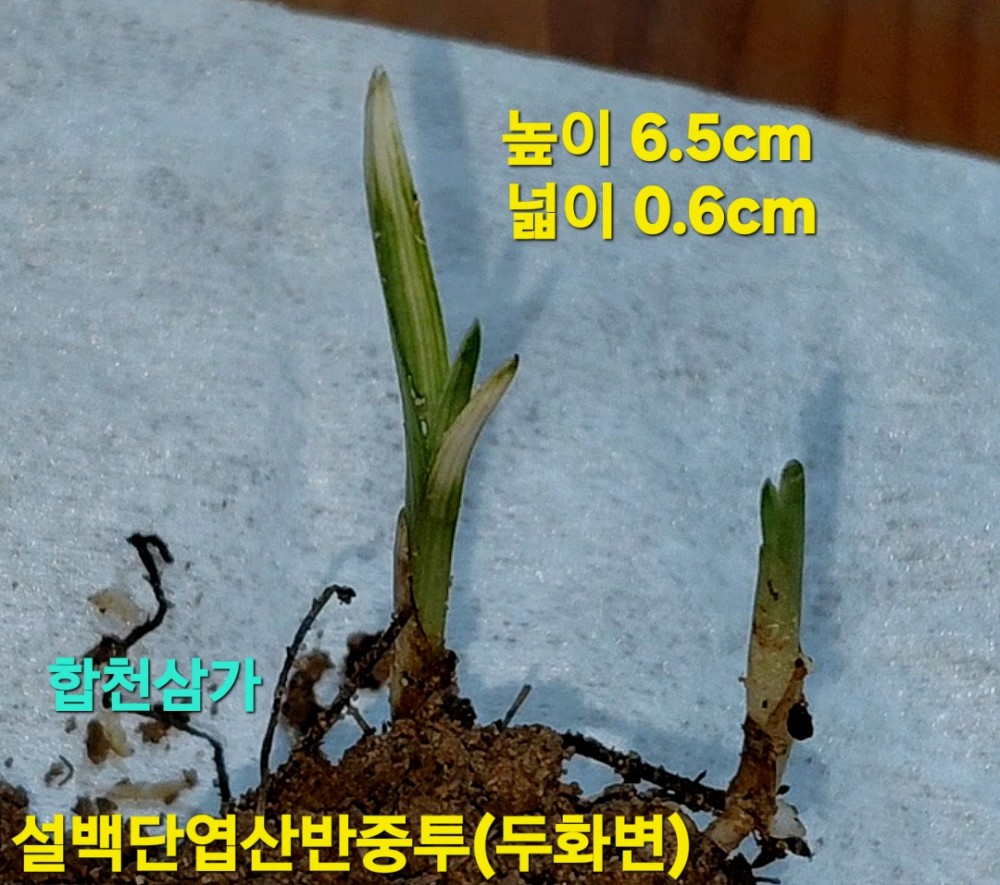 싱싱뉴스(특급종자목)?