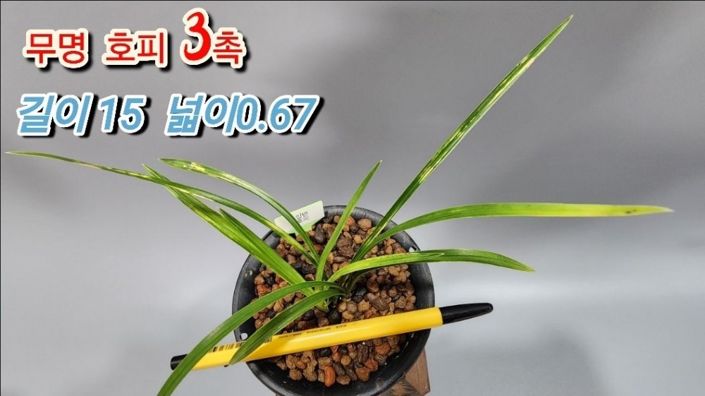 @@@ 종자목 하세요  @@@