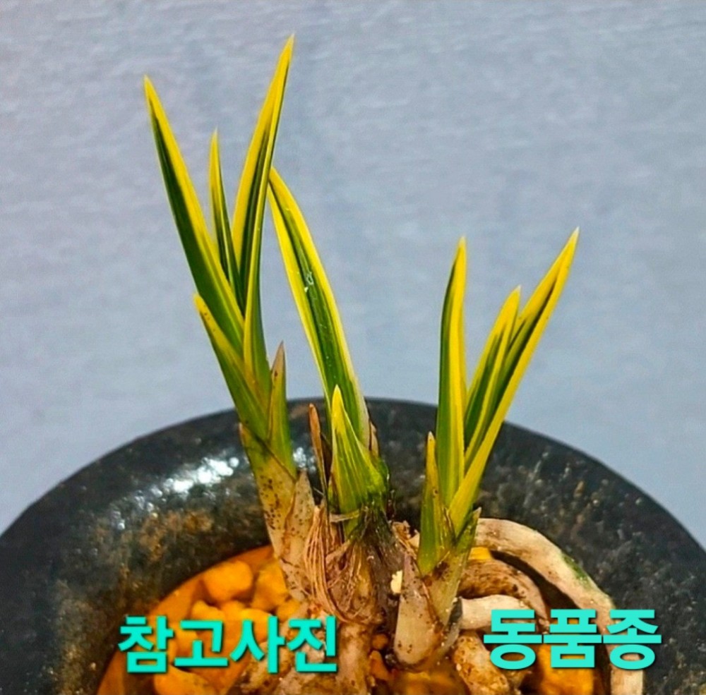 울트라급품종☆☆☆☆?