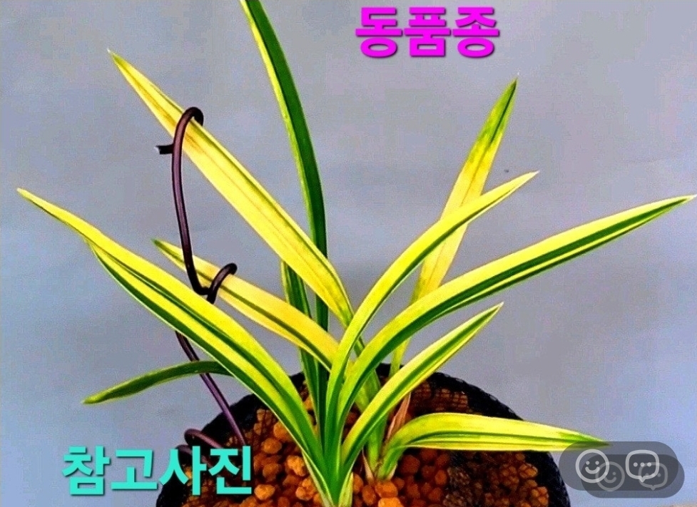 울트라급품종☆☆☆☆?