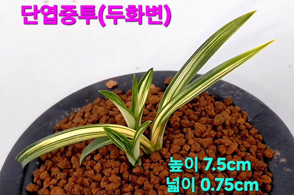 차세대품종☆☆☆☆☆?