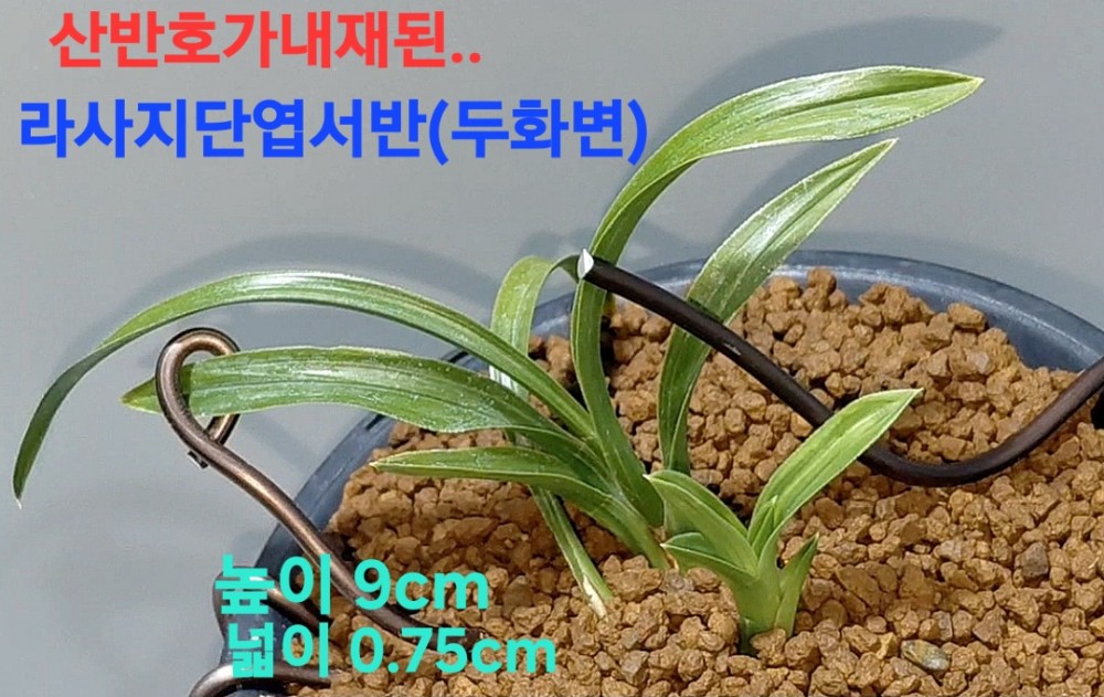 저가격고품격품종☆☆?