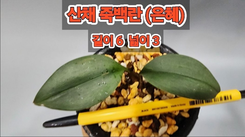 @@@ 산채 죽백란 (은혜) ?