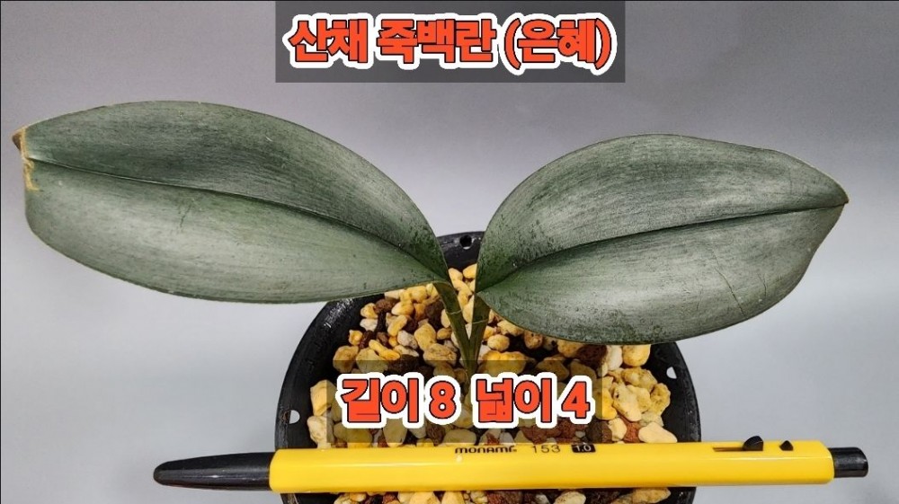 @@@ 산채 죽백란 (은혜) ?