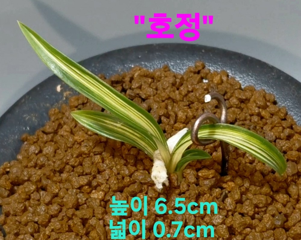 호정☆☆☆☆☆☆☆☆