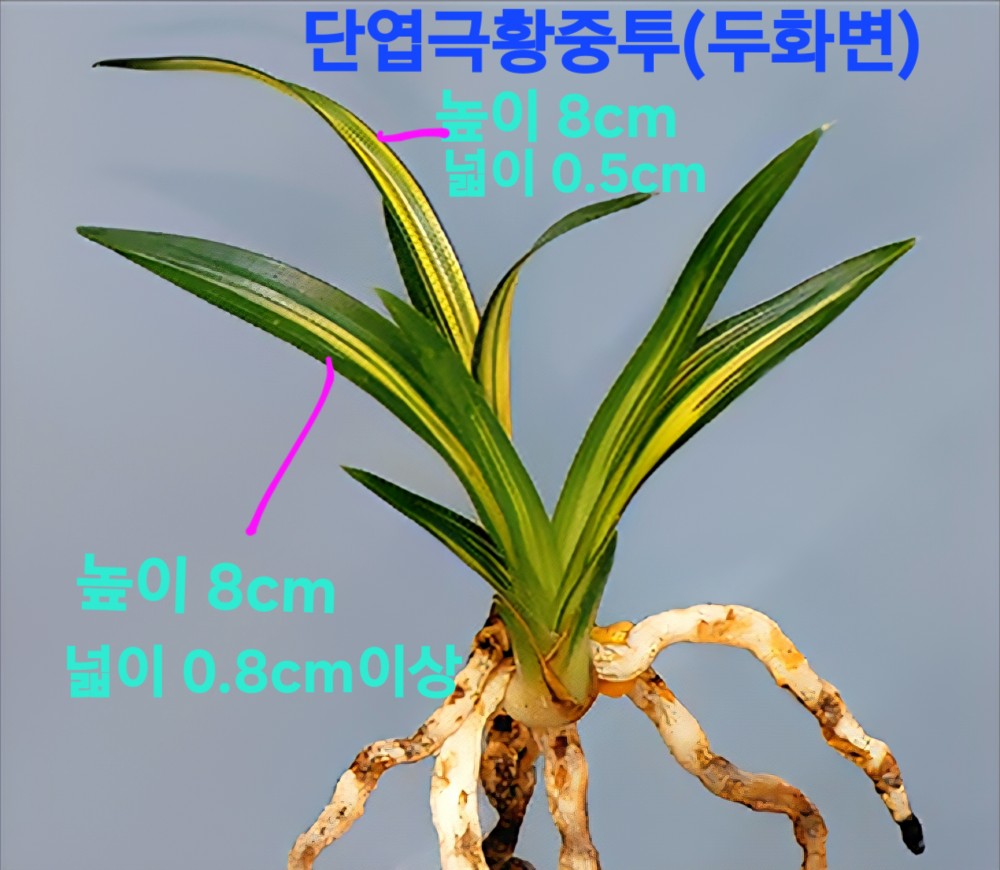차세대품 종자목☆☆?