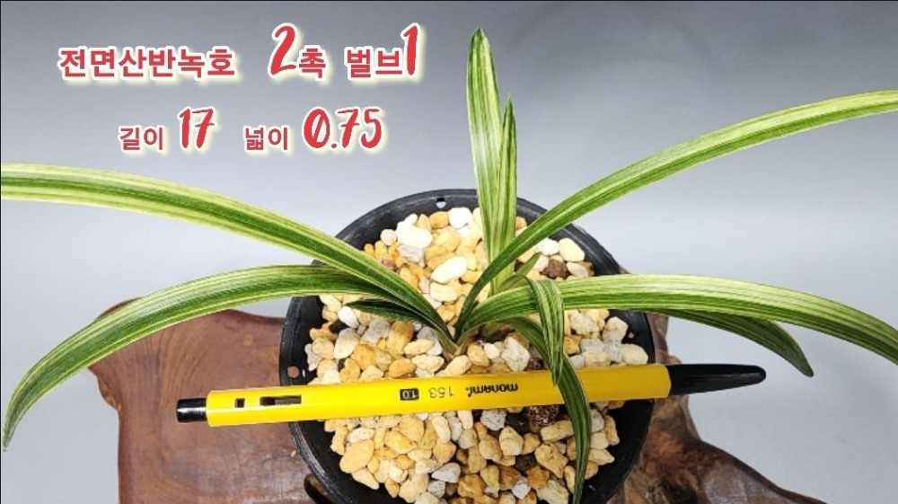 @@@ 종자목 하세요  @@@