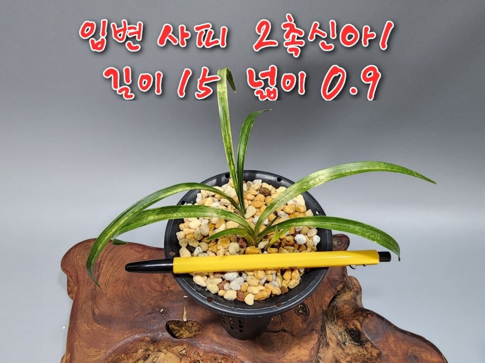 @@@ 종자목 하세요  @@@