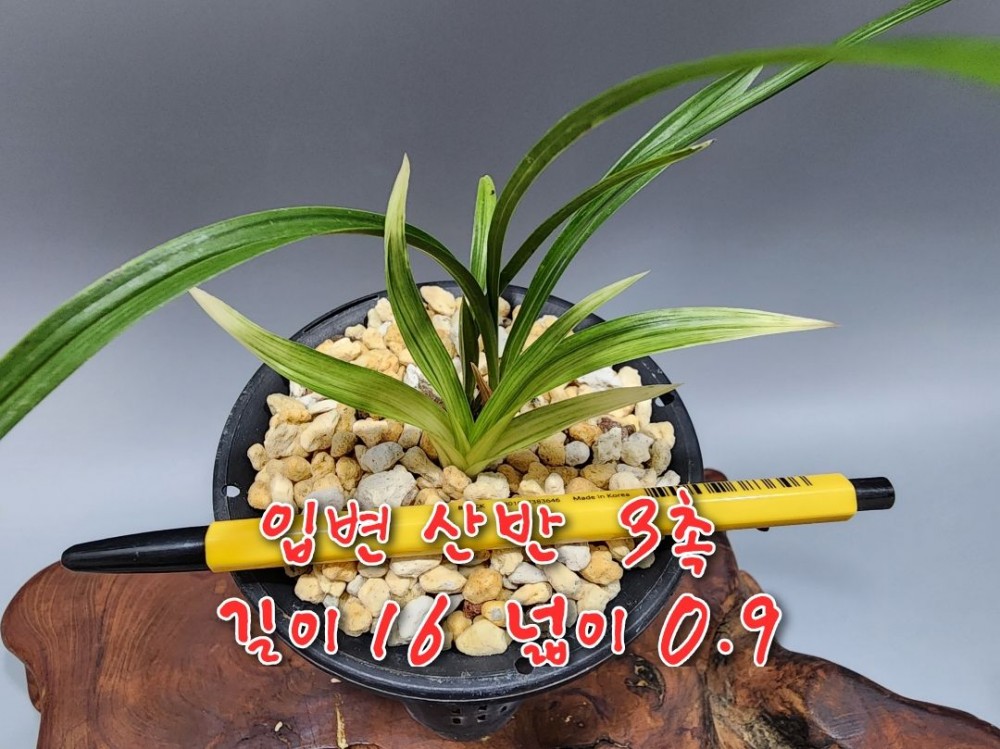 @@@ 종자목 하세요  @@@