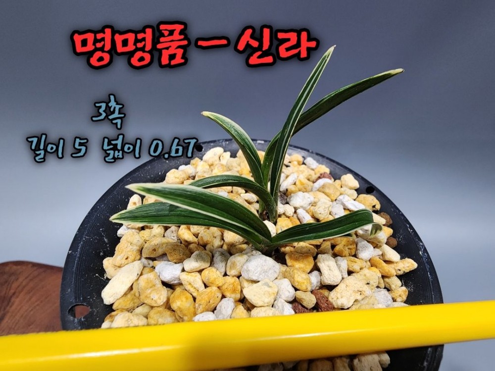 @@@ 종자목 하세요  @@@
