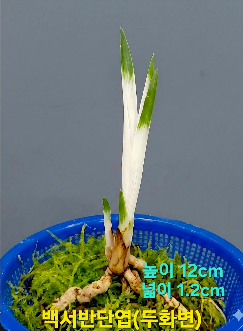 차세대품종☆☆☆☆☆?
