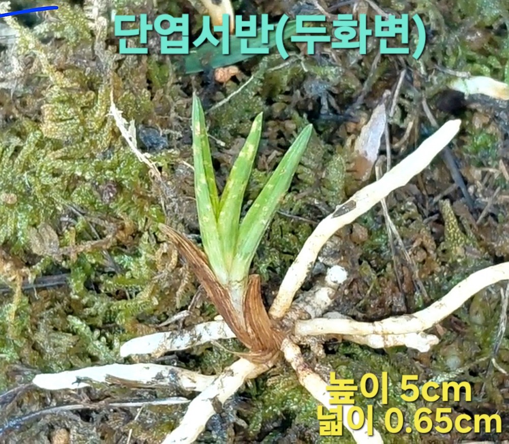 싱싱뉴스☆☆☆☆☆☆?