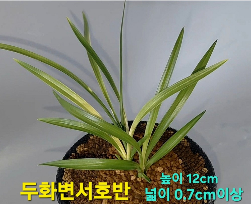 보름달같은꽃보세요☆?