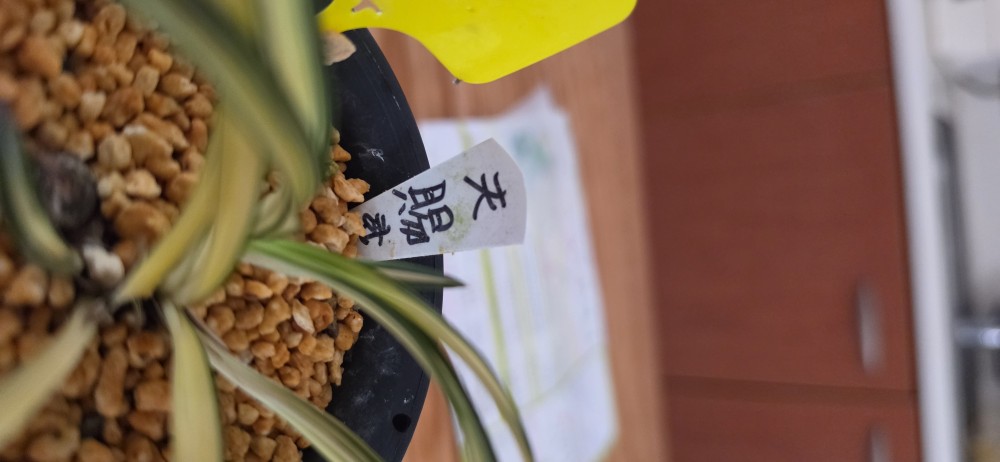 중투 "천사"