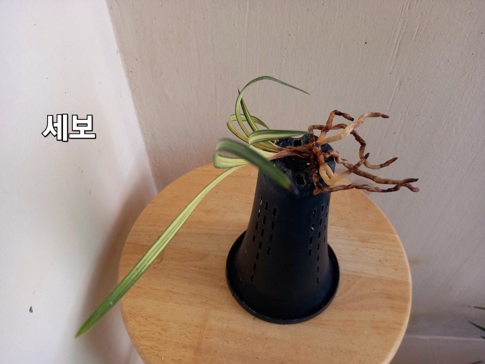 세보 상작 입니다.