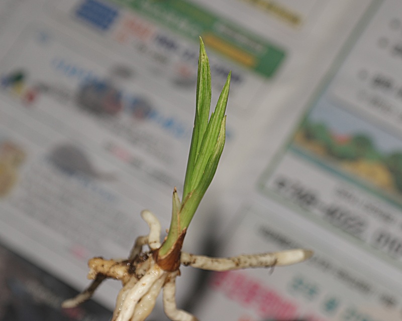 산채 특급 입변산반