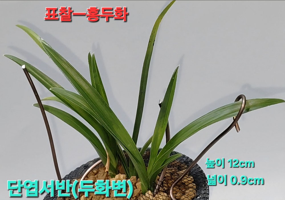 표찰-홍두화☆☆☆☆?