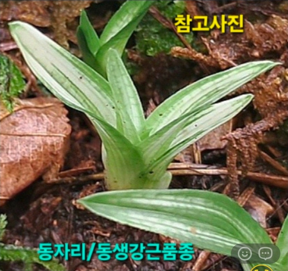 발전잘하는울트라급품?