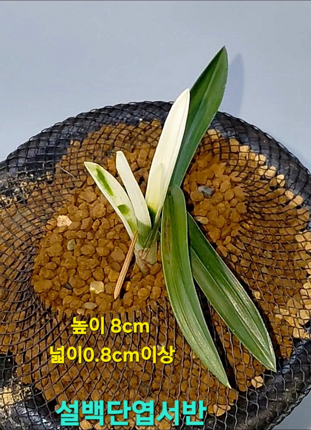 차세대품종☆☆☆☆☆